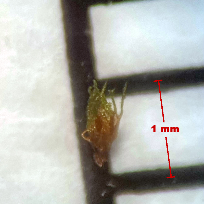 Ephemerum crassinervium